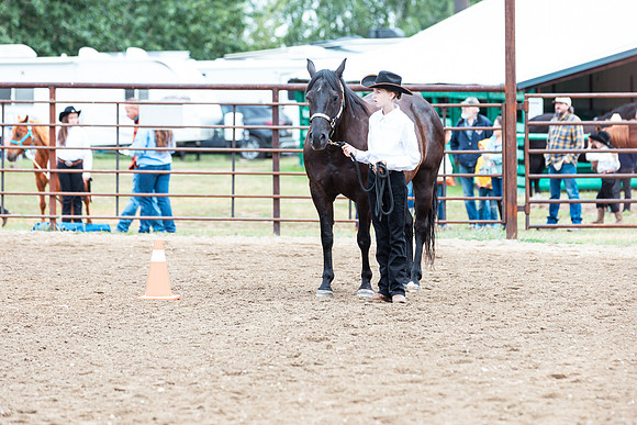HORSE64