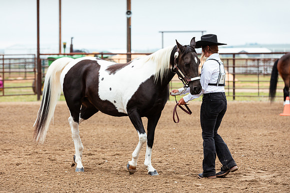 HORSE25