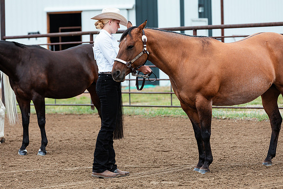 HORSE28
