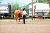 HORSE16
