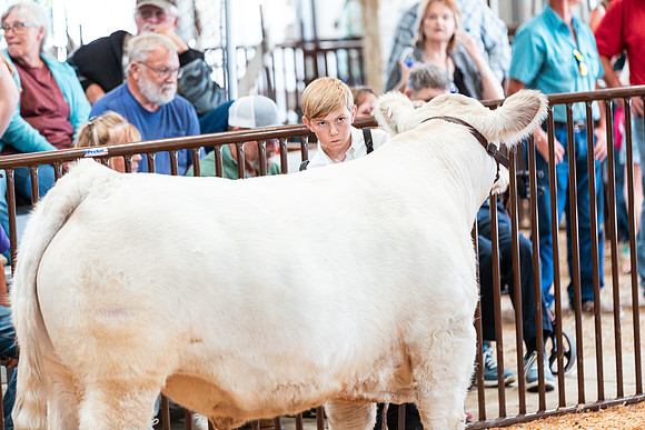 BEEF SHOWMANSHIP29