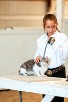 CATSHOW2