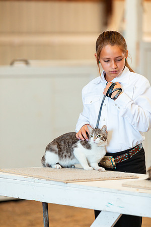 CATSHOW2