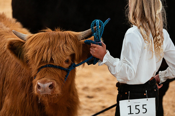 BEEF SHOWMANSHIP55