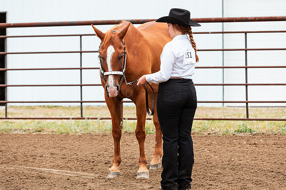 HORSE22