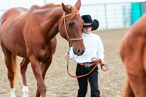 HORSE95