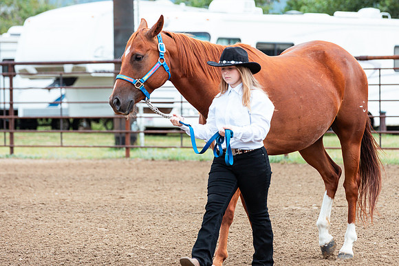 HORSE41