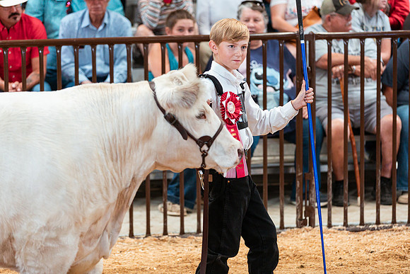 BEEF SHOWMANSHIP51