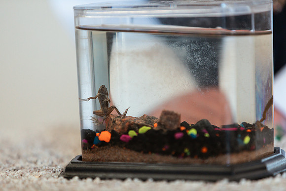POCKETPETS6