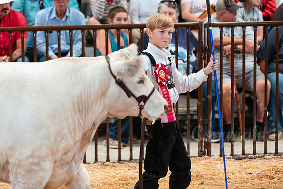 BEEF SHOWMANSHIP52
