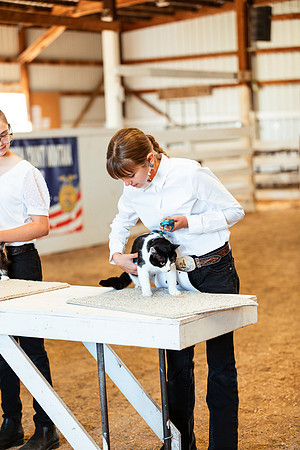 CATSHOW11