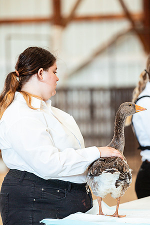 POULTRY18