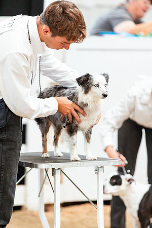 DOG106