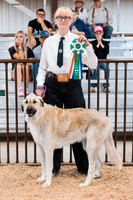 DAY2DOGSHOW3