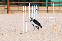 DAY2DOGSHOW8