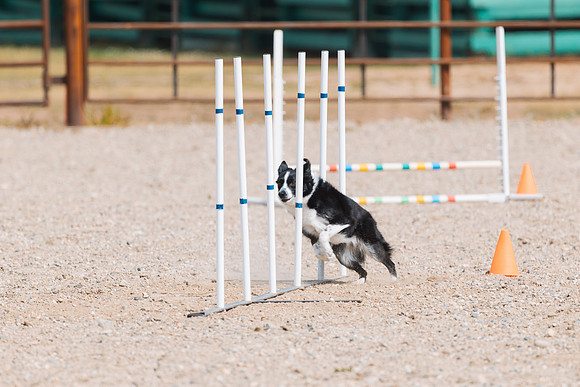 DAY2DOGSHOW8