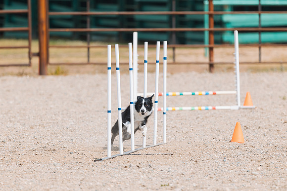 DAY2DOGSHOW9