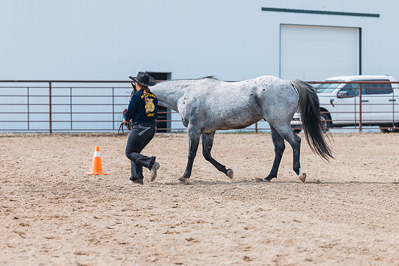 DAY3HORSE48