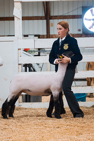 DAY4BREEDINGSHEEP4