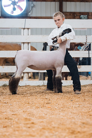 DAY4BREEDINGSHEEP3