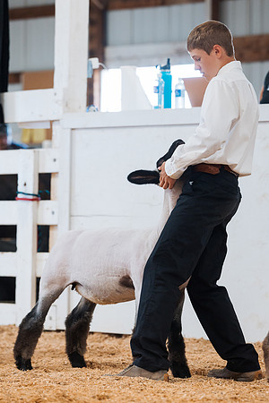 DAY4BREEDINGSHEEP7