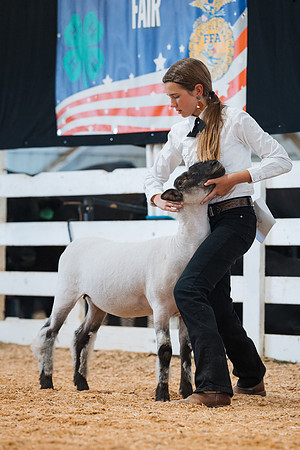 DAY4BREEDINGSHEEP6