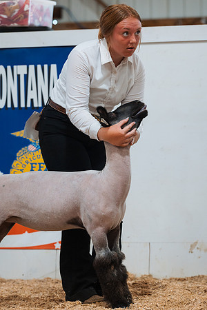 DAY4BREEDINGSHEEP8