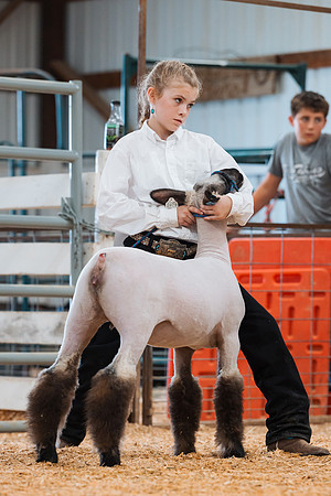 DAY4BREEDINGSHEEP12