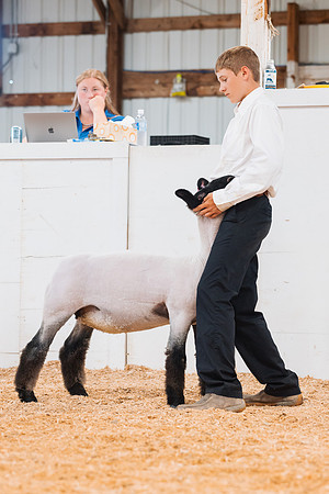 DAY4BREEDINGSHEEP14