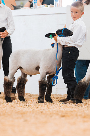 DAY4MARKETSHEEP6