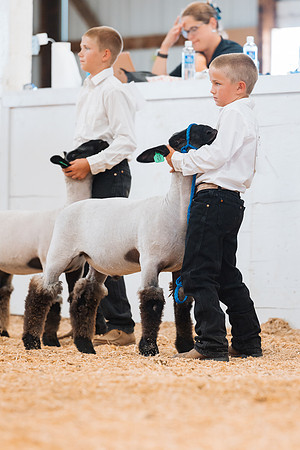 DAY4MARKETSHEEP7
