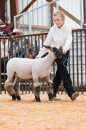 DAY4MARKETSHEEP12
