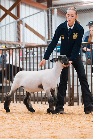 DAY4MARKETSHEEP13