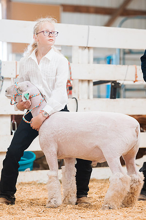 DAY4MARKETSHEEP18