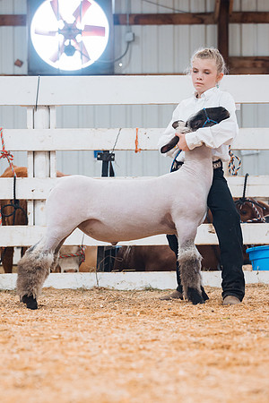 DAY4MARKETSHEEP24