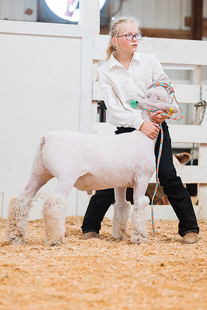 DAY4MARKETSHEEP29