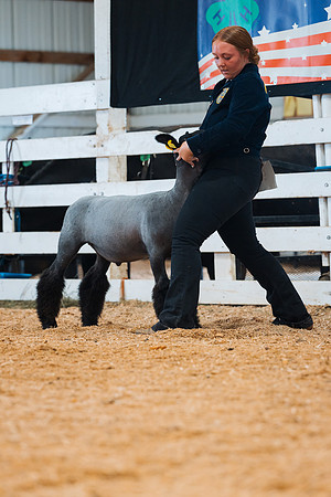 DAY4MARKETSHEEP30