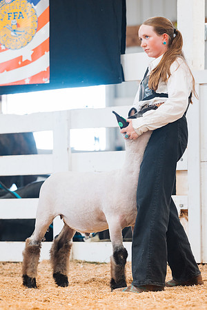 DAY4MARKETSHEEP31