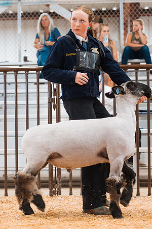 DAY4MARKETSHEEP36