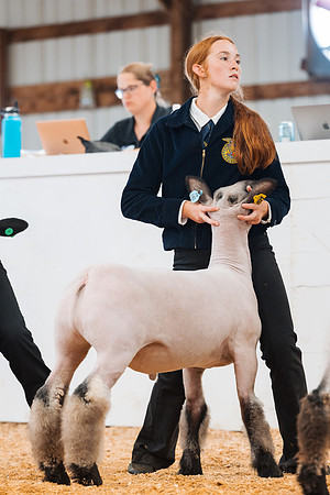 DAY4MARKETSHEEP39
