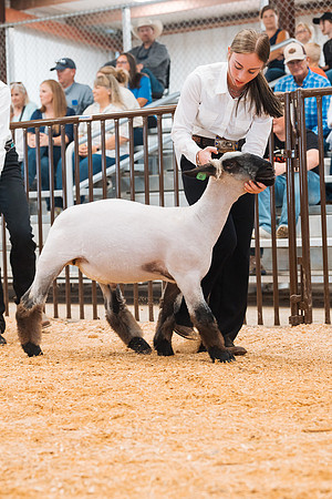 DAY4MARKETSHEEP46