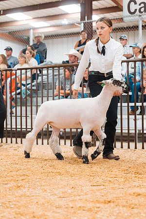 DAY4MARKETSHEEP47