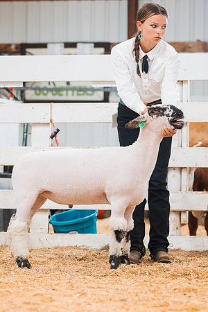 DAY4MARKETSHEEP53