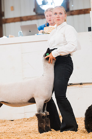 DAY4MARKETSHEEP70