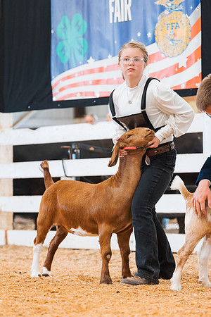 DAY4BREEDINGGOAT17
