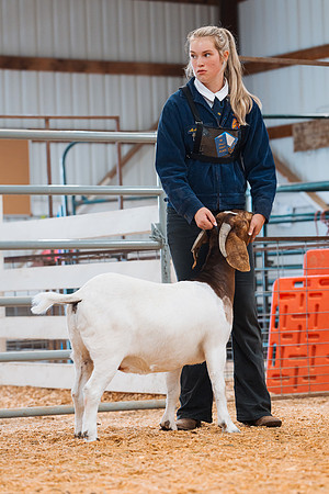 DAY4BREEDINGGOAT23
