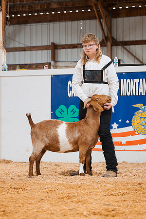 DAY4BREEDINGGOAT27