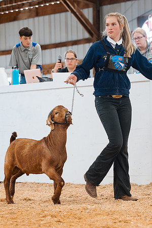 DAY4BREEDINGGOAT29