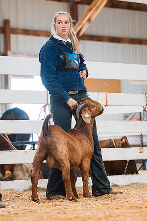 DAY4BREEDINGGOAT35