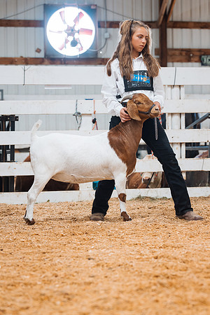 DAY4BREEDINGGOAT37